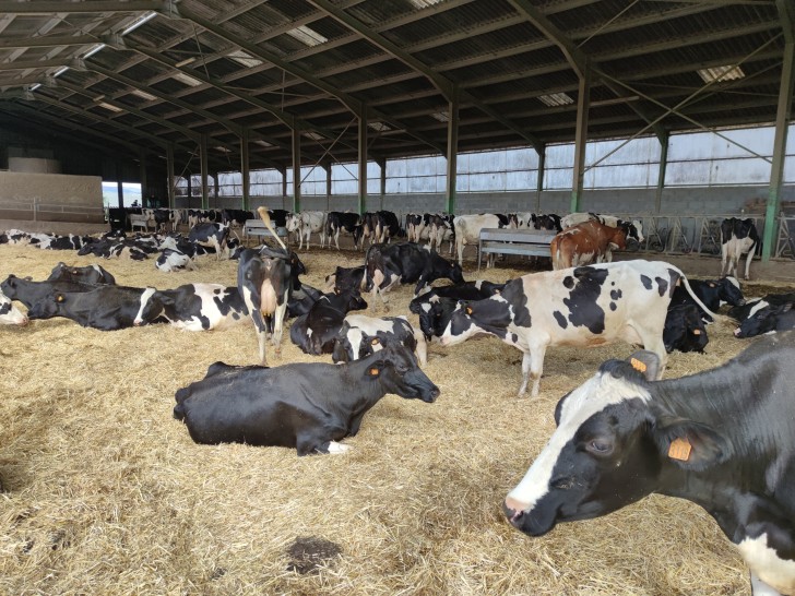 Le troupeau est décimé depuis la mise en marche du pylône selon les agriculteurs. ©Cédric Bonnefoy