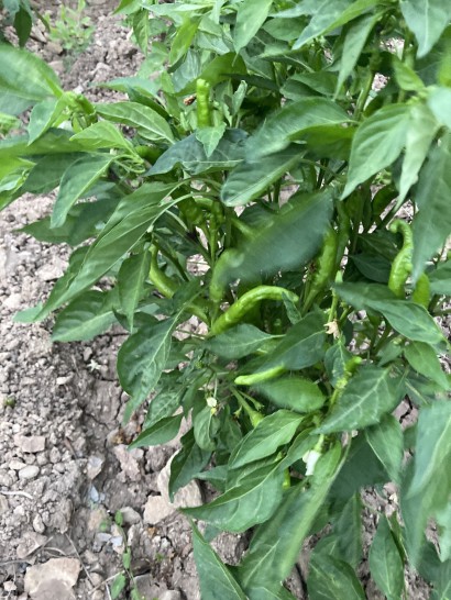 Piment
