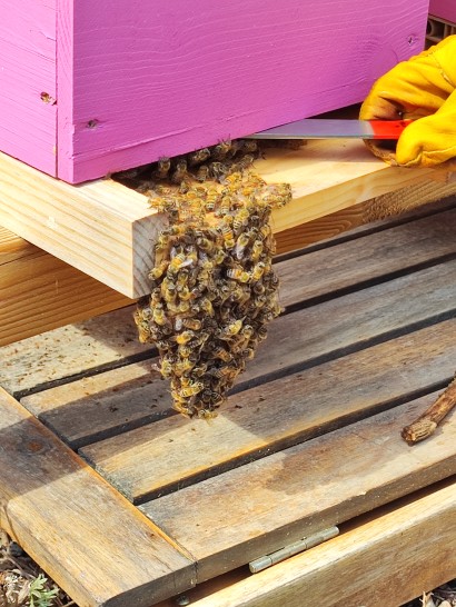 Les abeilles protègent leur colonie contre les frelons asiatiques - Photo : RCF Nice Côte d'Azur
