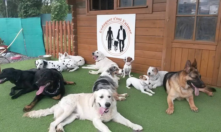 Un centre aéré pour chien près de Montpellier !  RCF Maguelone 