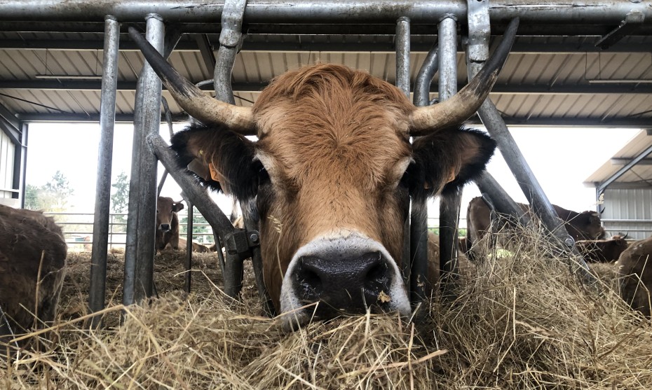 Vache Aubrac de la Ferme à Titi à Trévol où la chambre d'agriculture a présentée les livrets à la presse. crédit: Vincent Imbert
