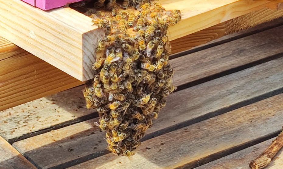 Les abeilles protègent leur colonie contre les frelons asiatiques - Photo : RCF Nice Côte d'Azur