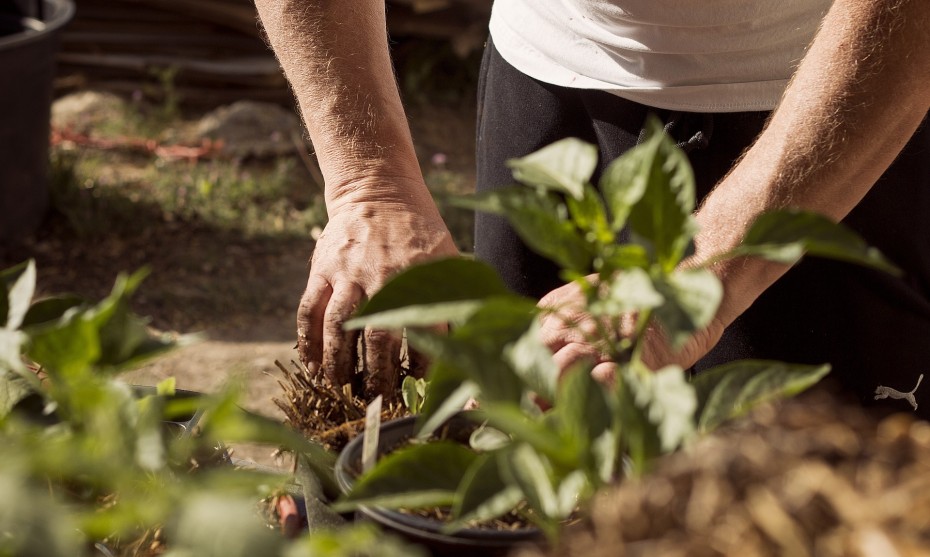 Planter et prendre soin du palmier à fruits d'or - Mon Jardin Ideal