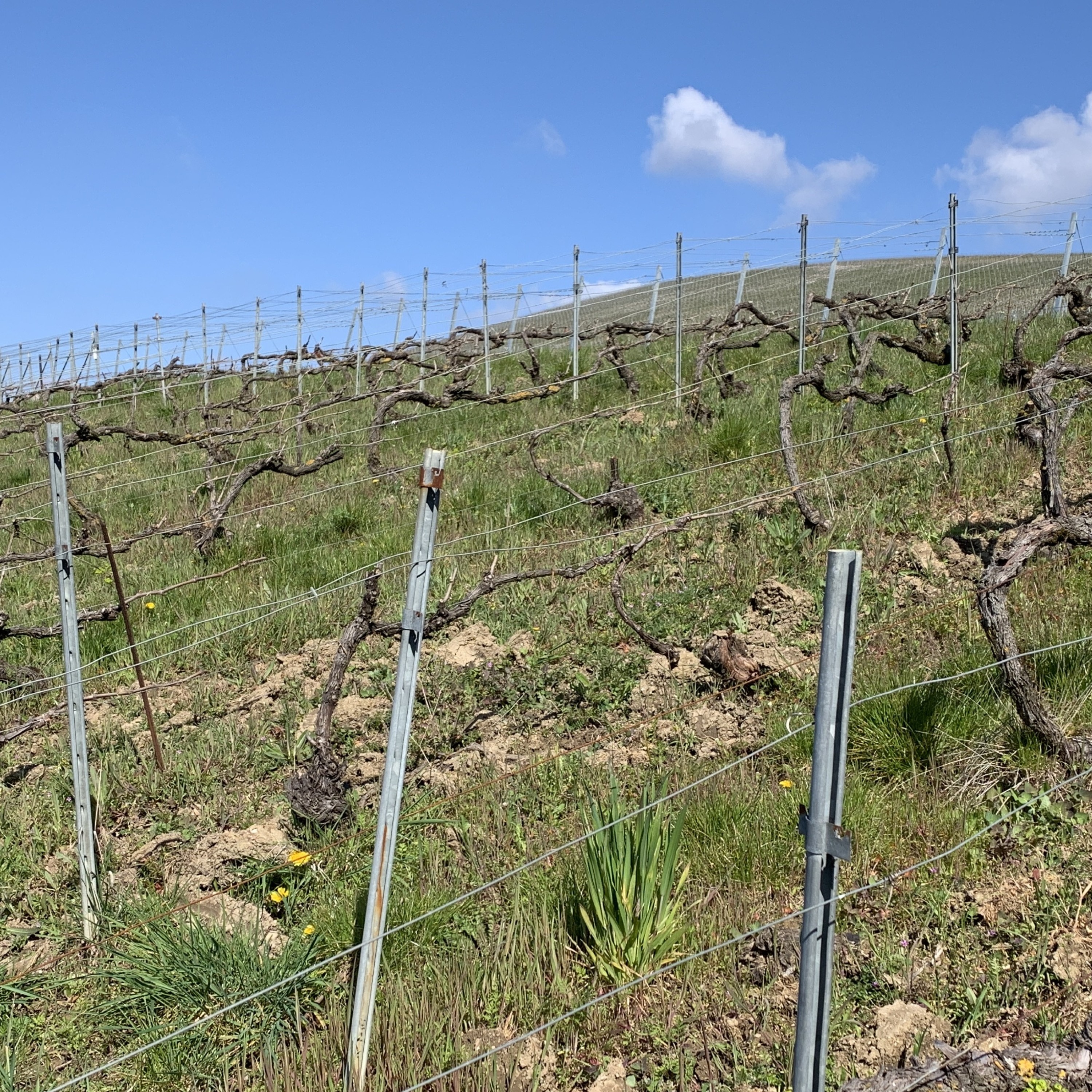Parlons agriculture ou viticulture · RCF Cœur de Champagne