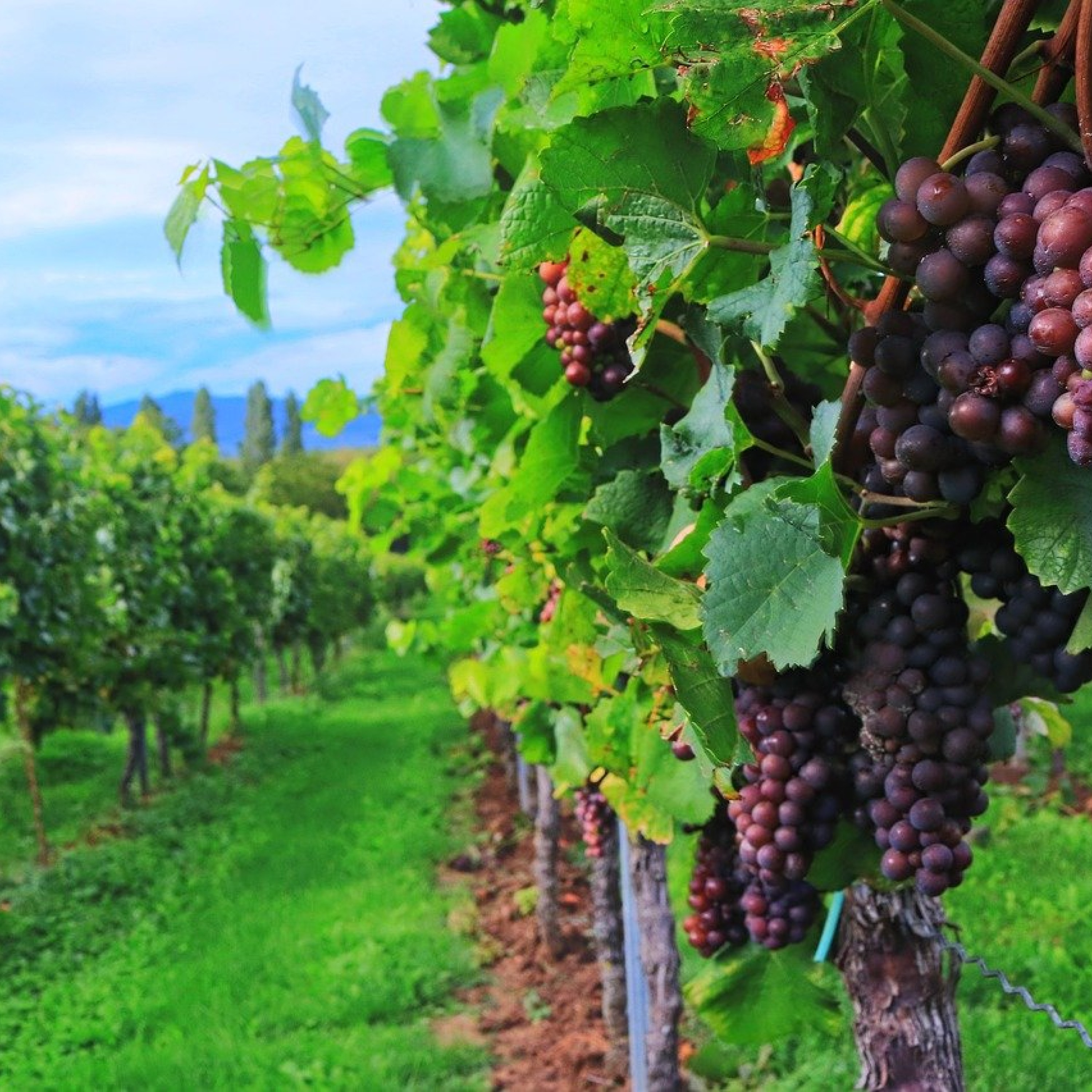Parlons agriculture ou viticulture · RCF Cœur de Champagne