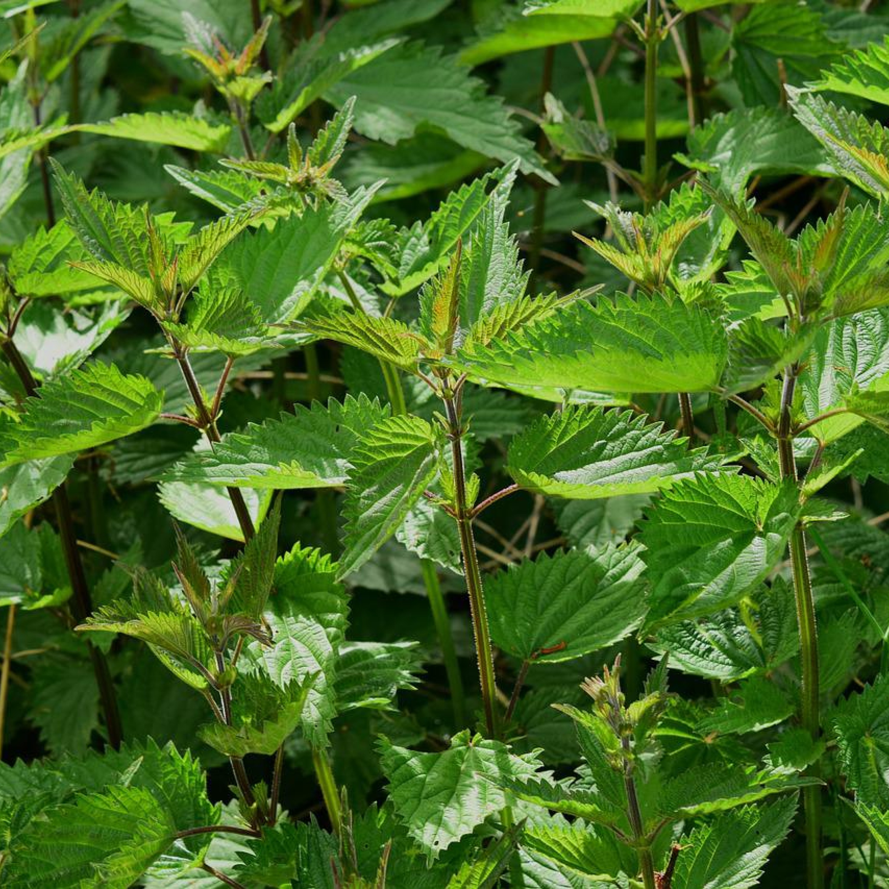 Au bonheur des herbes