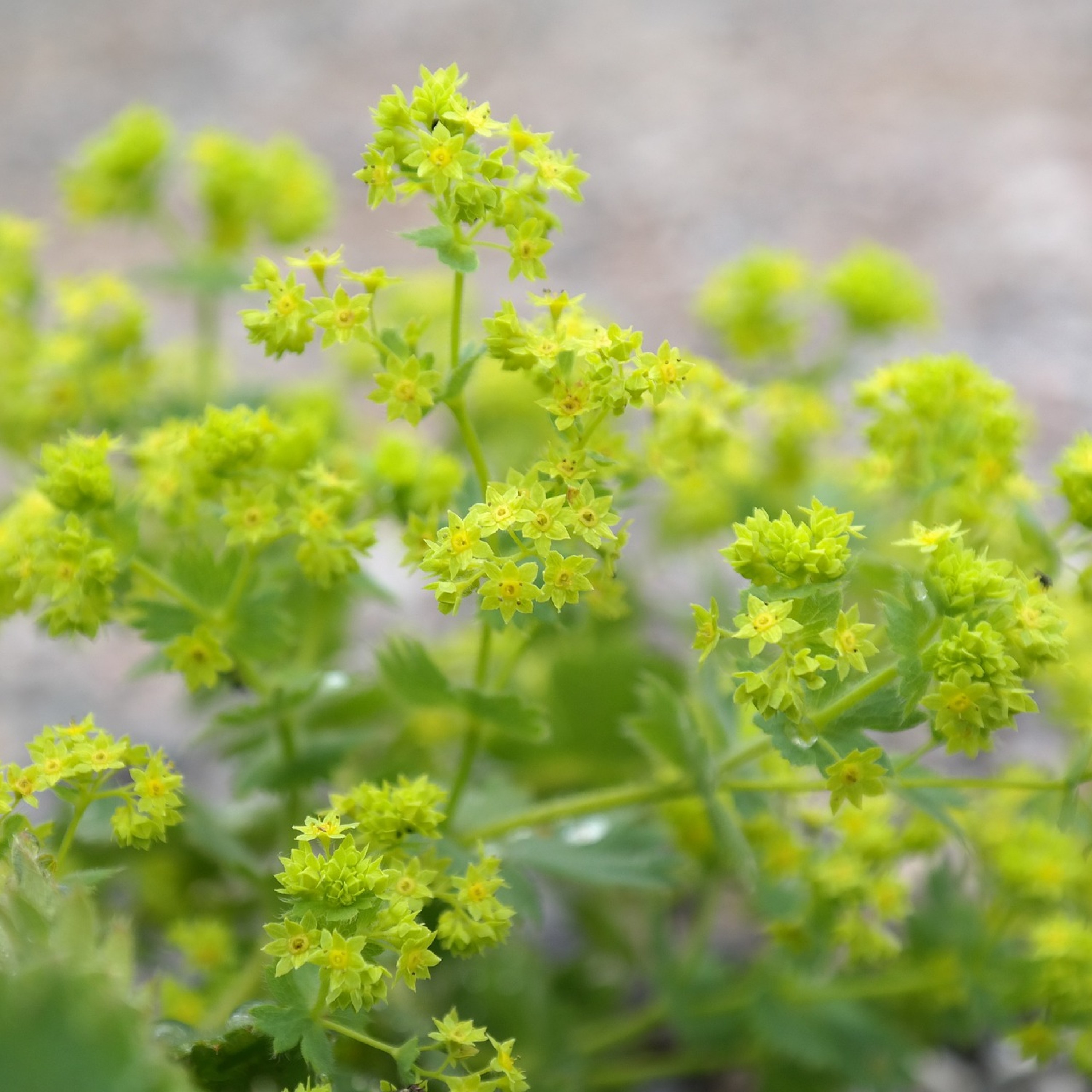 Au bonheur des herbes