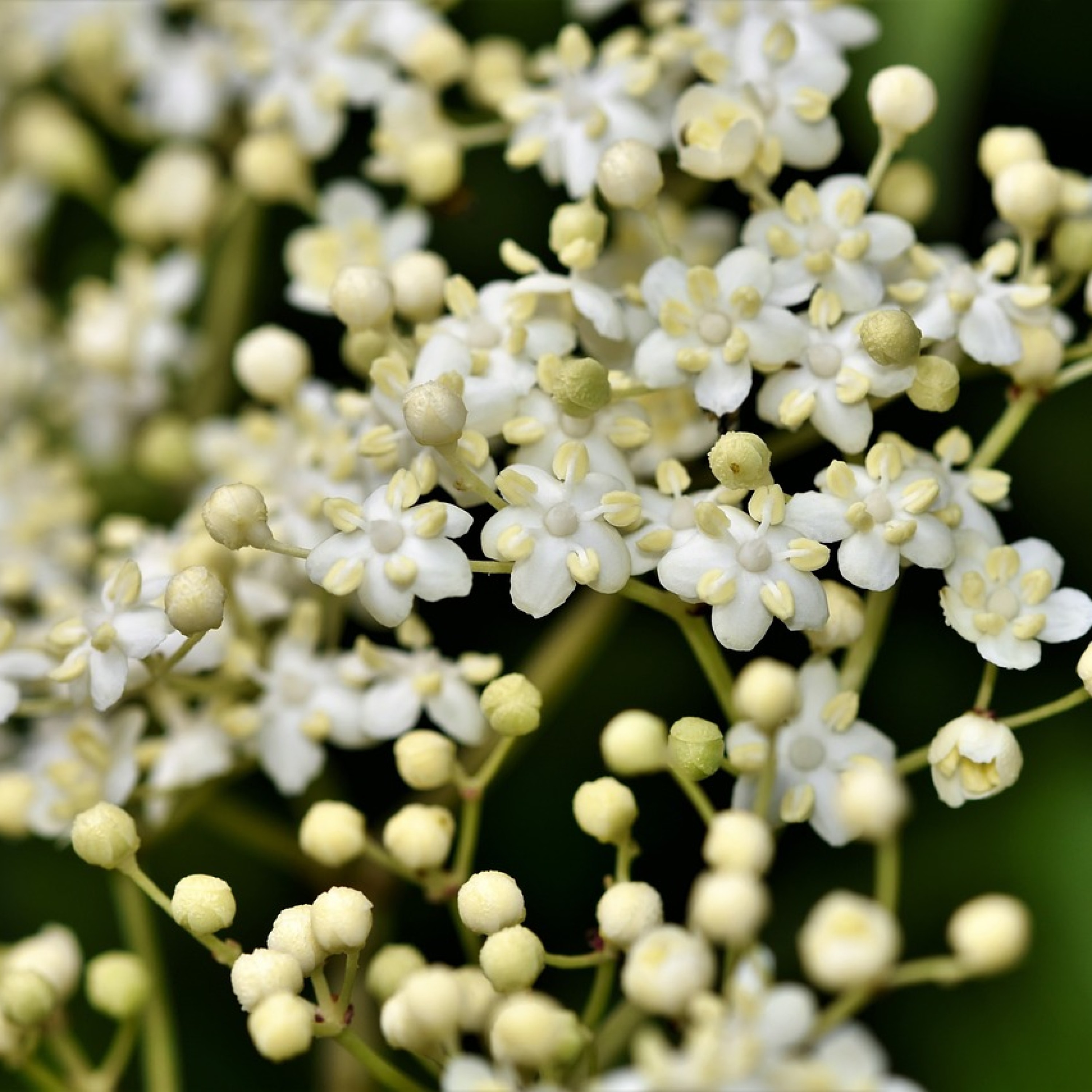 Au bonheur des herbes