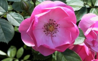 Fleur